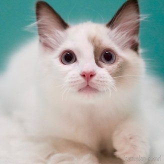 販売中の東京都のラグドール-110885の5枚目